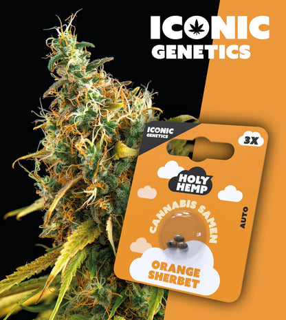Orange Sherbet - Iconic Seeds
